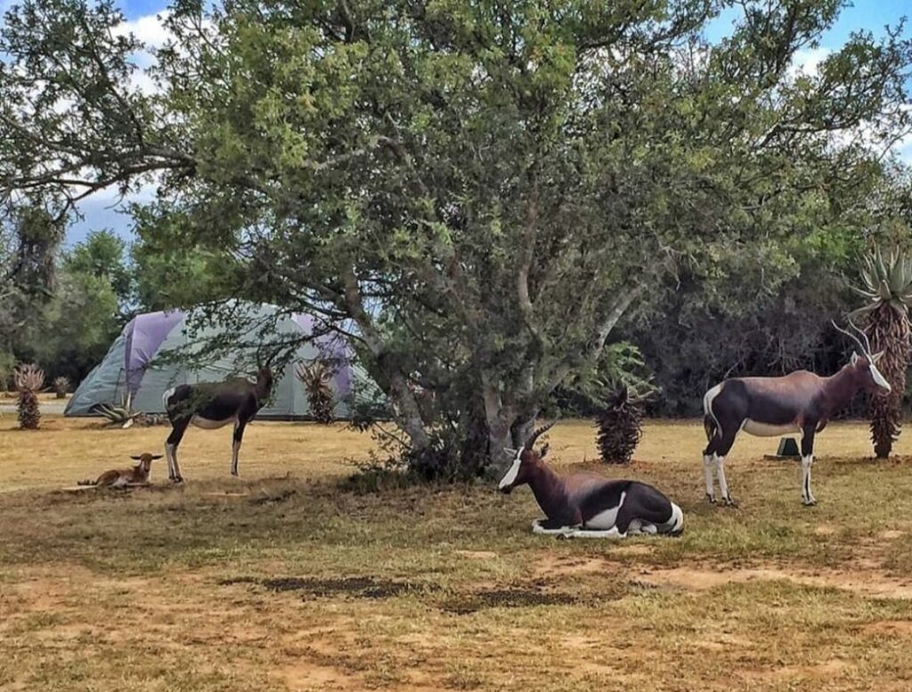 Bontebok national park, swellendam, fishing spots, die stroom, picnic site, nature reserve, fish,