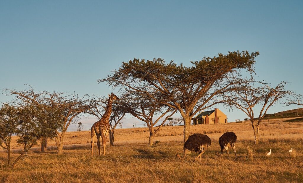 Kwetu guest farm, farm accommodation, Self-catering Swellendam, Swellendam tourism, springbok, bontebok, buffeljagsrivier, accommodation, game drives, self-driven game drives, WiFi, DSTV, cottages, giraffes, springbok, bontebok, eland, wildebeest,swim, fishing