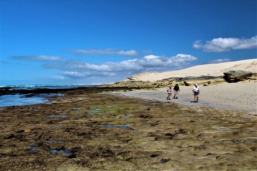 de hoop nature reserve, accommodation, hiking map cottages, 84,000-acre, Cape vulture breeding colony, Cape vulture, marine reserve, Koppie Alleen, bontebok, mongoose, eland, rhebok, Cape mountain zebra, caracal, leopard,