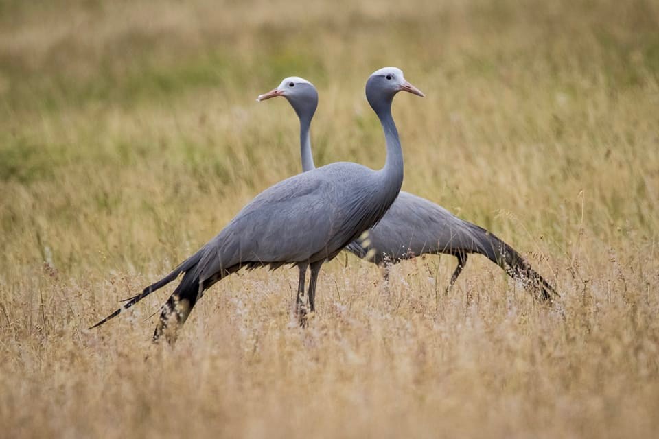 Kwetu guest farm, farm accommodation, Self-catering Swellendam, Swellendam tourism, springbok, bontebok, buffeljagsrivier, accommodation, game drives, self-driven game drives, WiFi, DSTV, cottages, giraffes, springbok, bontebok, eland, wildebeest,swim, fishing