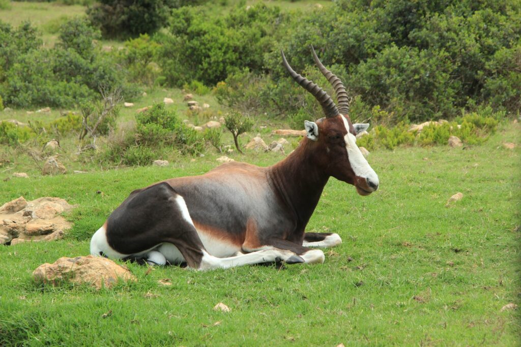 de hoop nature reserve, accommodation, hiking map cottages, 84,000-acre, Cape vulture breeding colony, Cape vulture, marine reserve, Koppie Alleen, bontebok, mongoose, eland, rhebok, Cape mountain zebra, caracal, leopard,